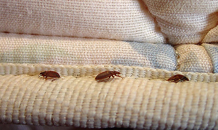 pest control bed bugs